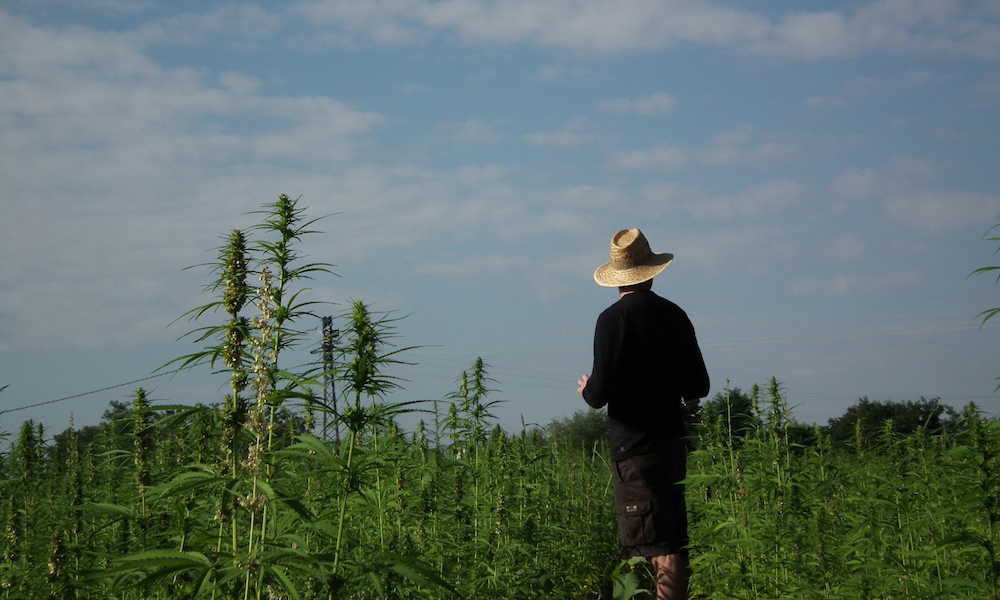 Canapa le-vie-della-canapa-azienda-agricola
