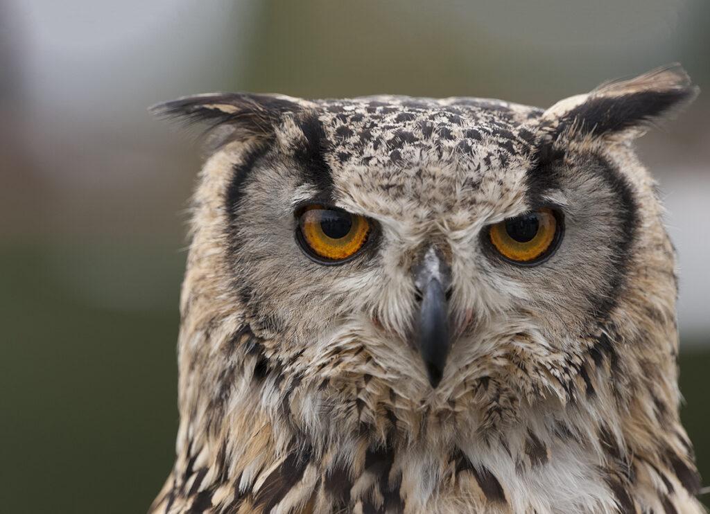 Dimmi come dormi e ti dirò se sei un gufo o un’allodola